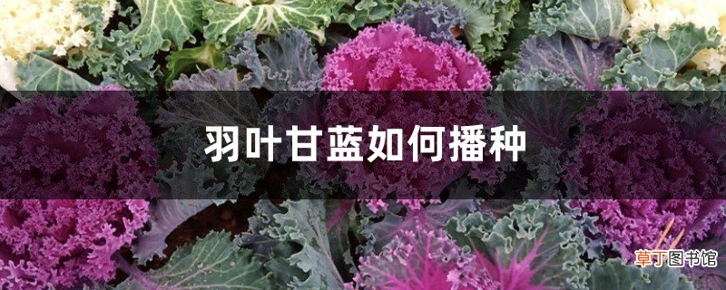 羽叶甘蓝如何播种