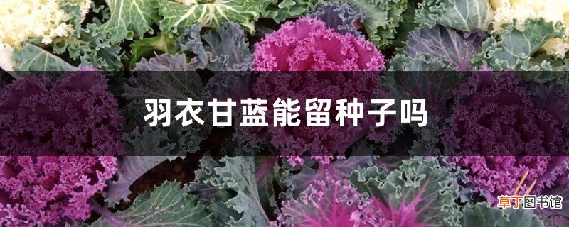 羽衣甘蓝能留种子吗