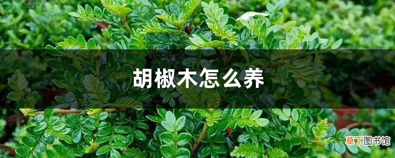 胡椒木怎么养