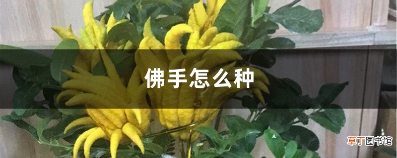 佛手怎么种