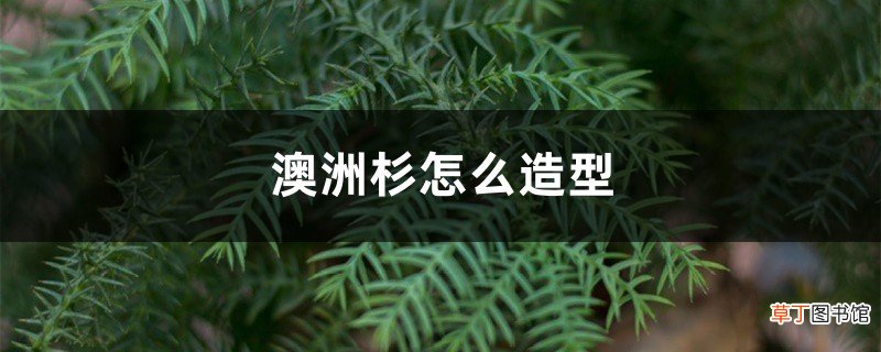 澳洲杉怎么造型