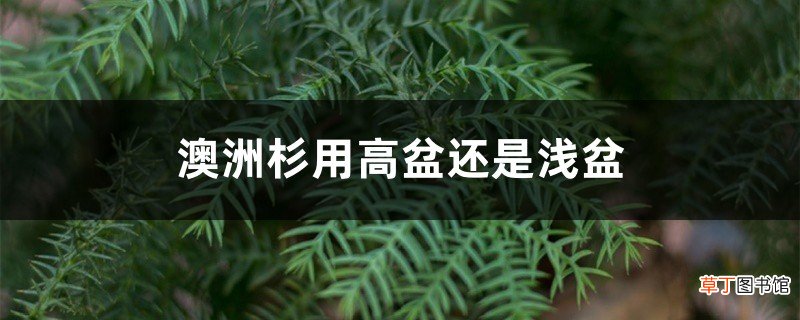 澳洲杉用高盆还是浅盆