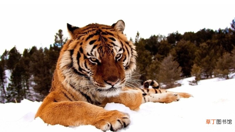 狗跟虎属相配吗