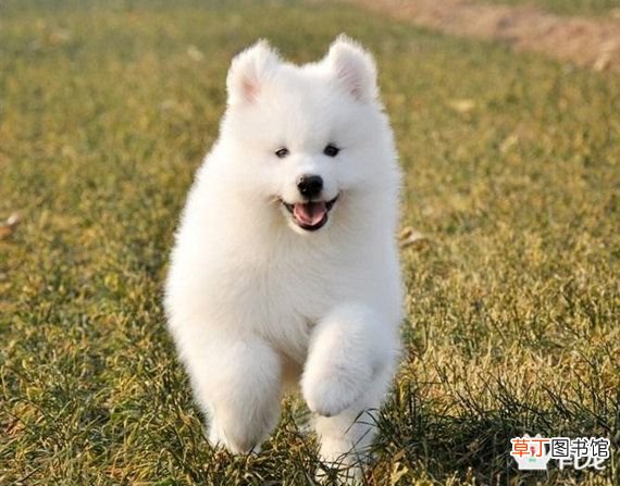 萨摩耶怎么训练 萨摩耶训练方法大全