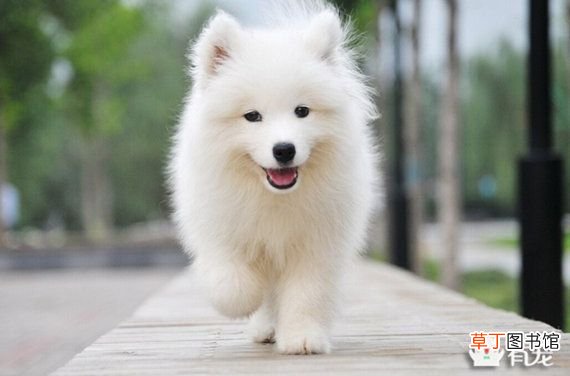 萨摩耶怎么训练 萨摩耶训练方法大全