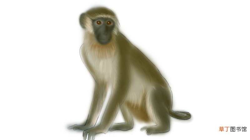 女属猴男属鸡婚姻配吗