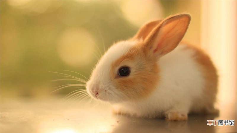 兔和鸡合财吗