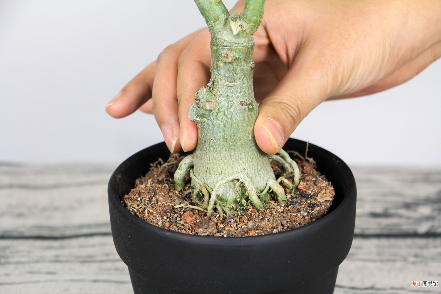 沙漠玫瑰的养殖方法