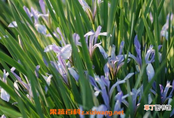 马蔺花的功效与作用 马蔺花的禁忌