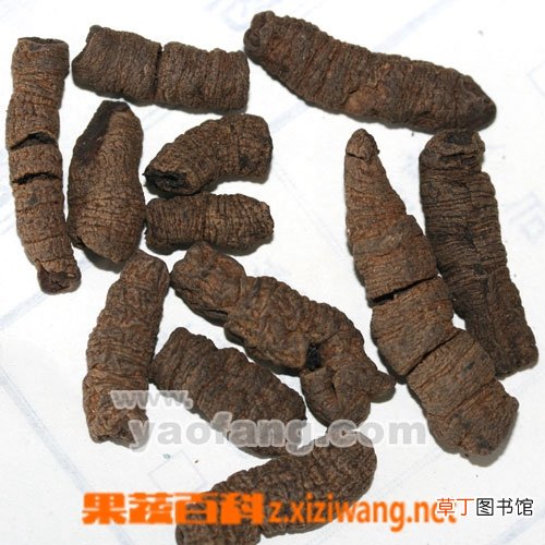 巴戟天的功效与药用作用