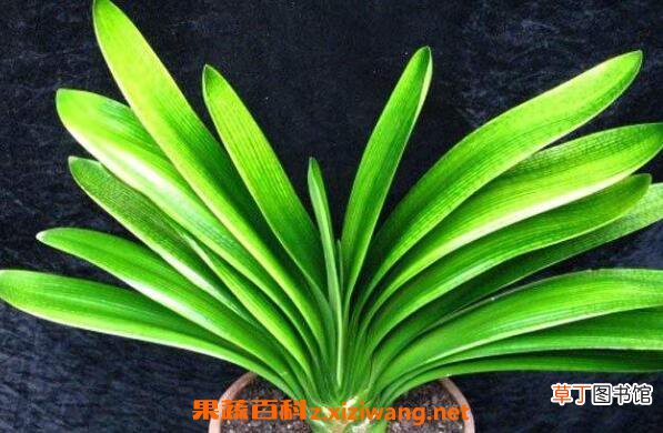 君子兰种子如何发芽 君子兰发芽后怎么处理