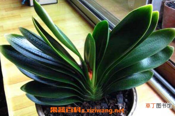 君子兰种子如何发芽 君子兰发芽后怎么处理
