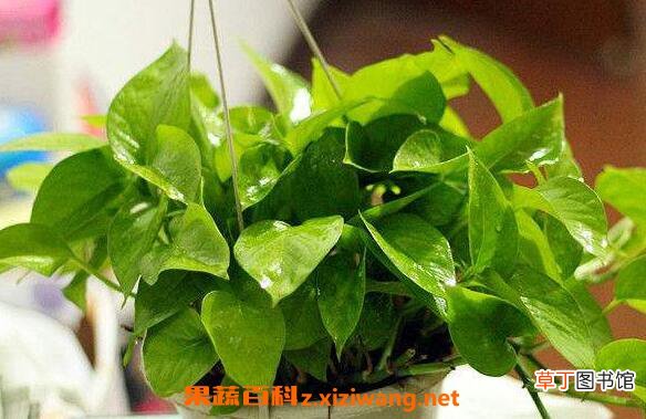 绿萝叶子发黄是什么原因 绿萝叶子发黄怎么办