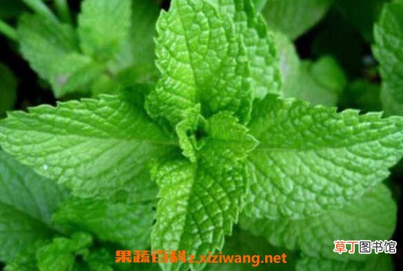 薄荷如何养殖 薄荷的养殖方法和注意事项