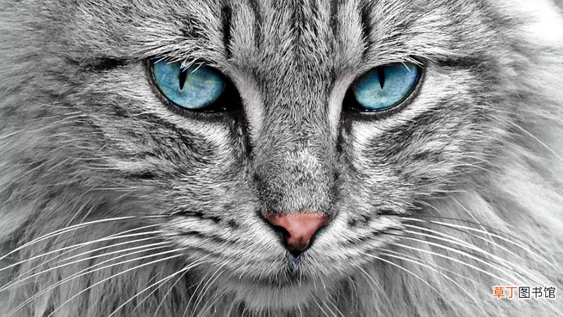 做梦梦到猫死了什么意思