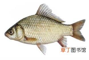 梦见吃大鱼什么意思