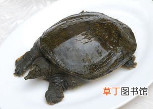 梦见吃甲鱼什么意思