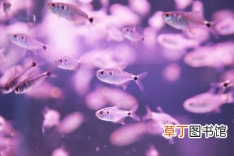 梦见和别人一起捞鱼什么意思
