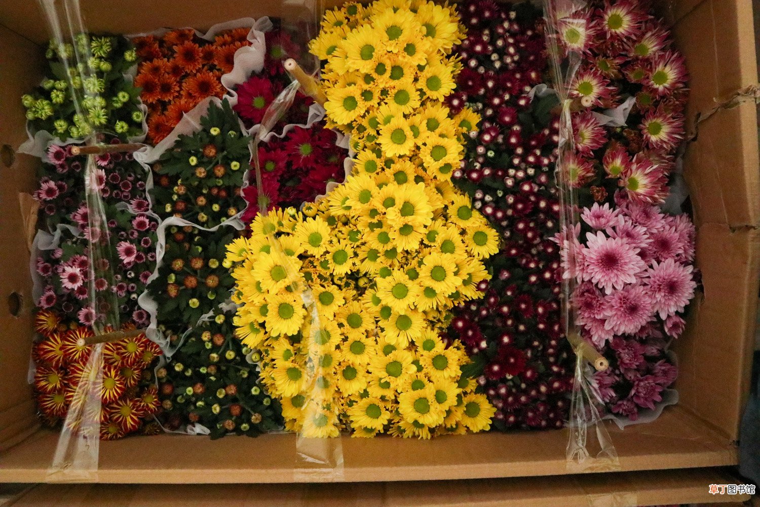 菊花怎么养