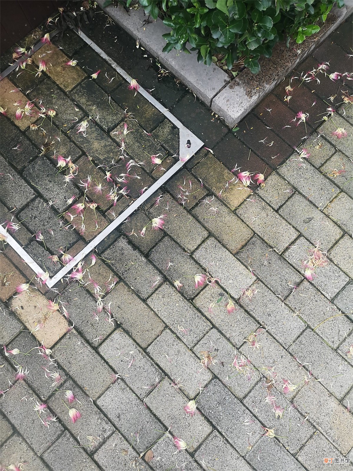 合欢花怎么养