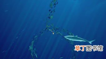 梦见别人钓到大鱼什么意思