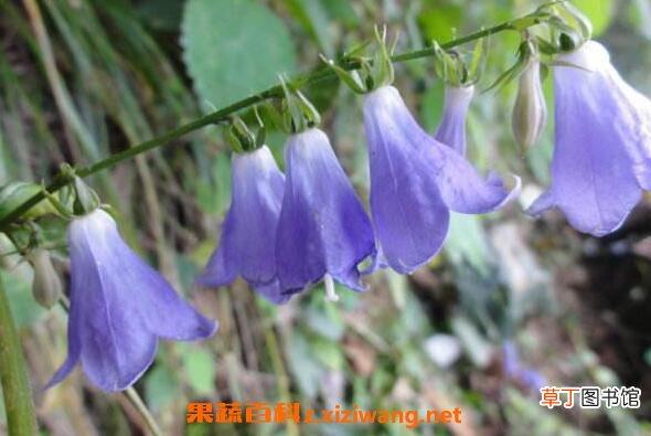 铃铛花怎么养殖 铃铛花的养殖方法和注意事项
