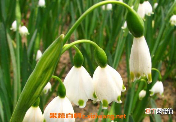 铃铛花怎么养殖 铃铛花的养殖方法和注意事项