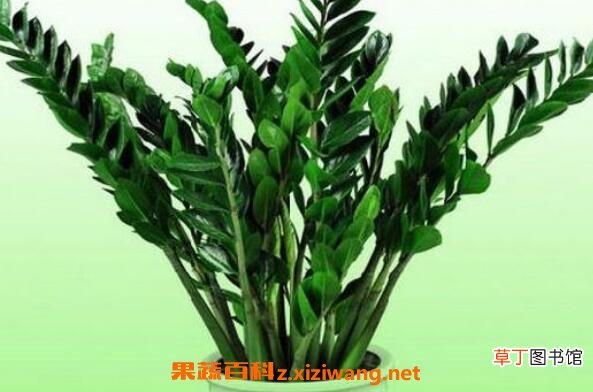 金钱树的养殖方法 养殖金钱树的注意事项