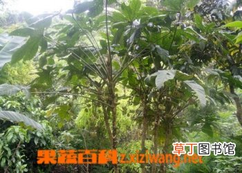 通草的功效与药用作用