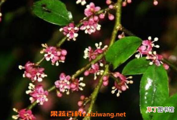 米碎花的功效与作用 米碎花的副作用