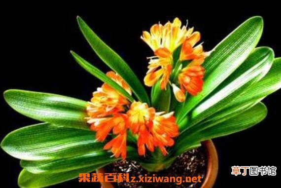 君子兰夹箭怎么办 君子兰夹箭的治理办法