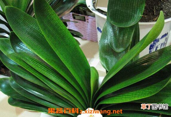 君子兰夹箭怎么办 君子兰夹箭的治理办法