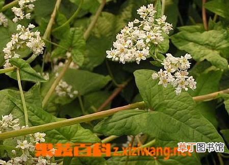土茯苓的功效与作用