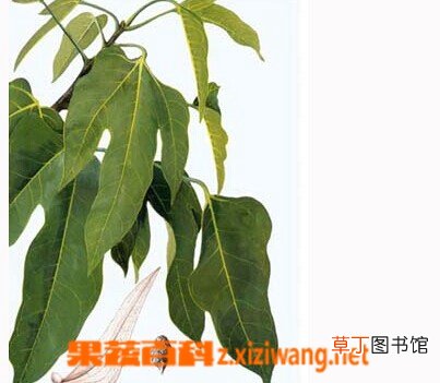 胖大海的功效和作用 胖大海图片