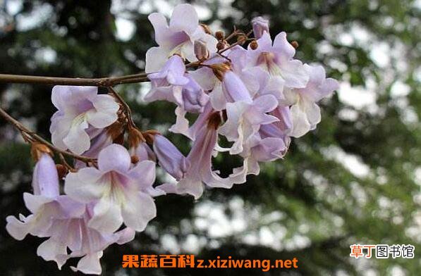 梧桐花的功效与作用 梧桐花的药用价值