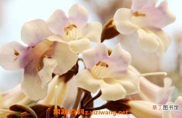 梧桐花的功效与作用 梧桐花的药用价值