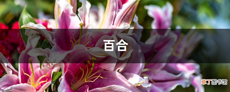 “百合”冬天也能养？做好这1点，安全度过冬天