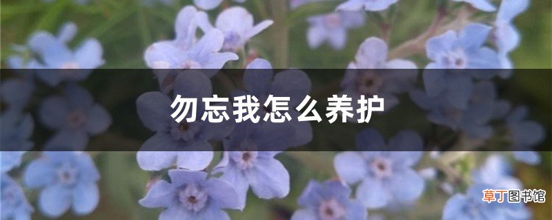 勿忘我怎么养护