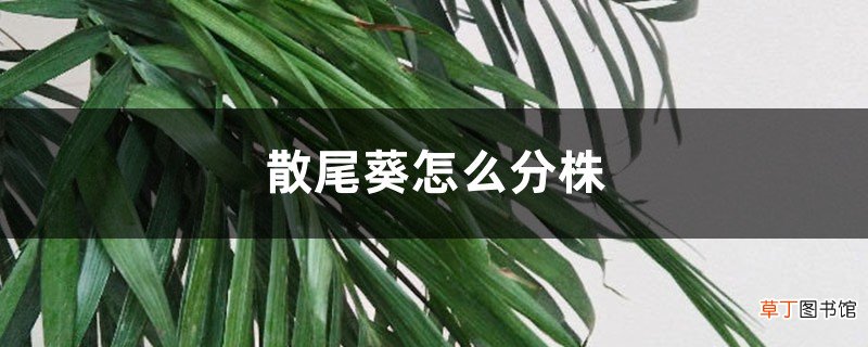 散尾葵怎么分株