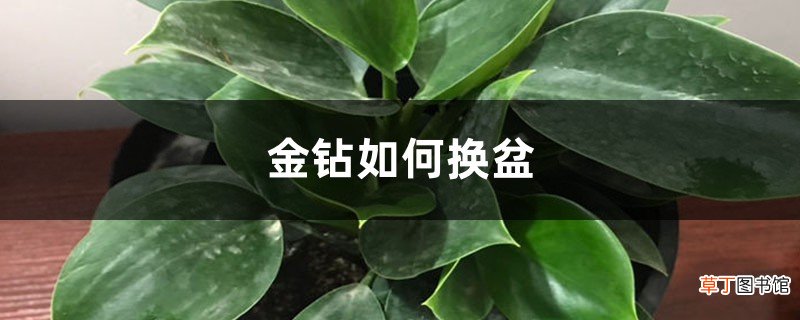 金钻如何换盆
