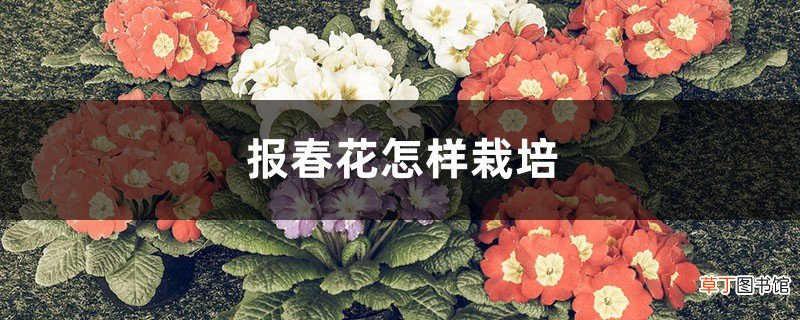 报春花怎样栽培