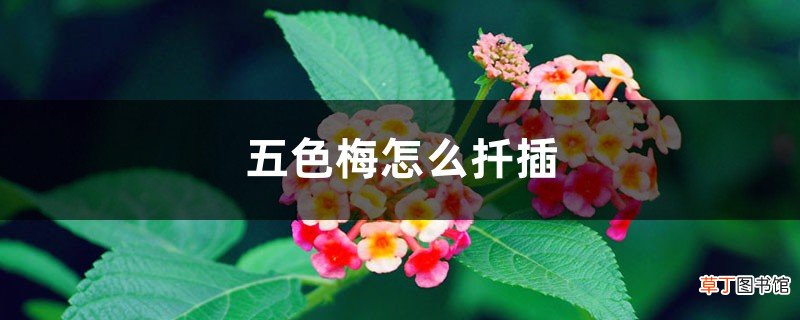 五色梅怎么扦插