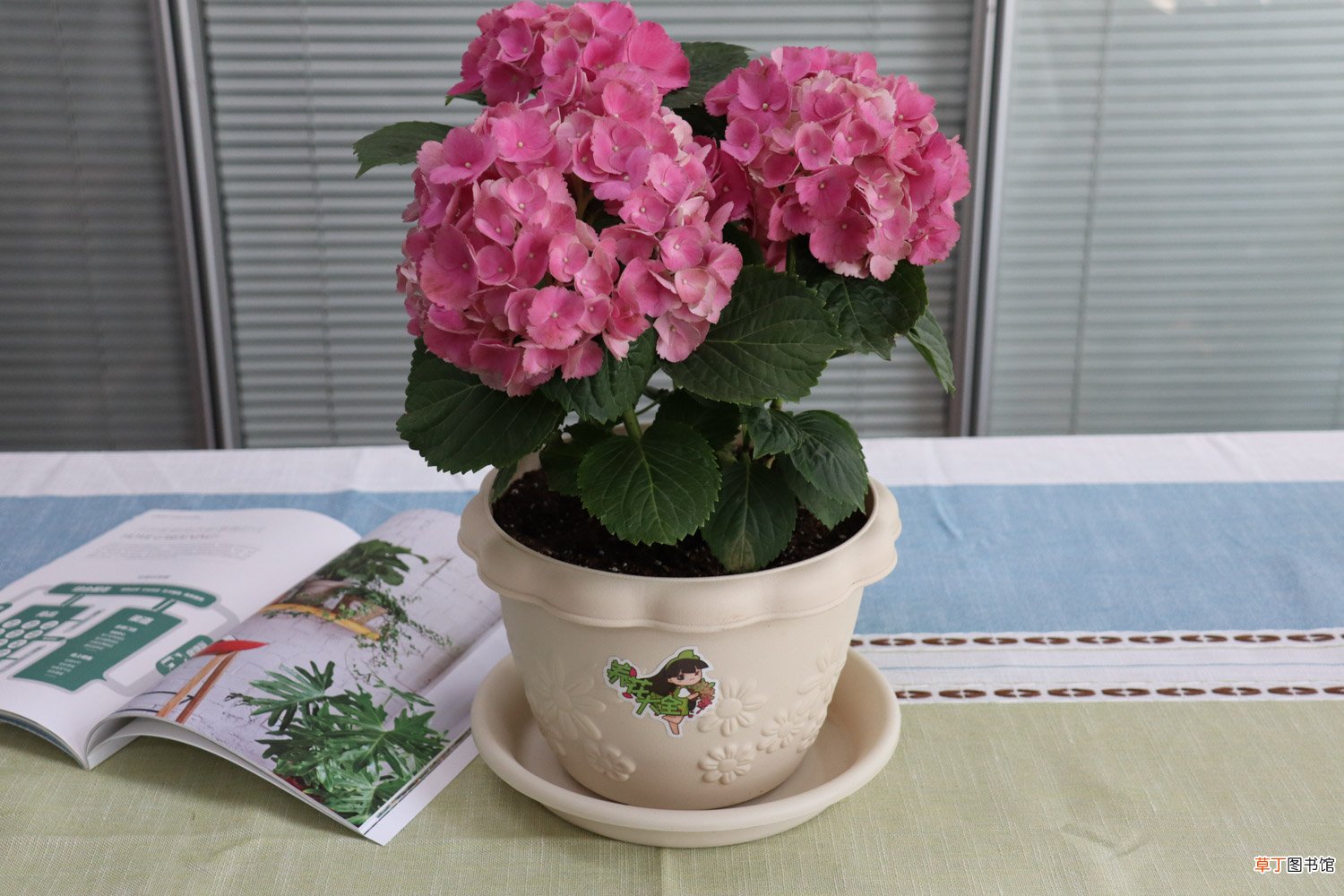 绣球花的养殖方法