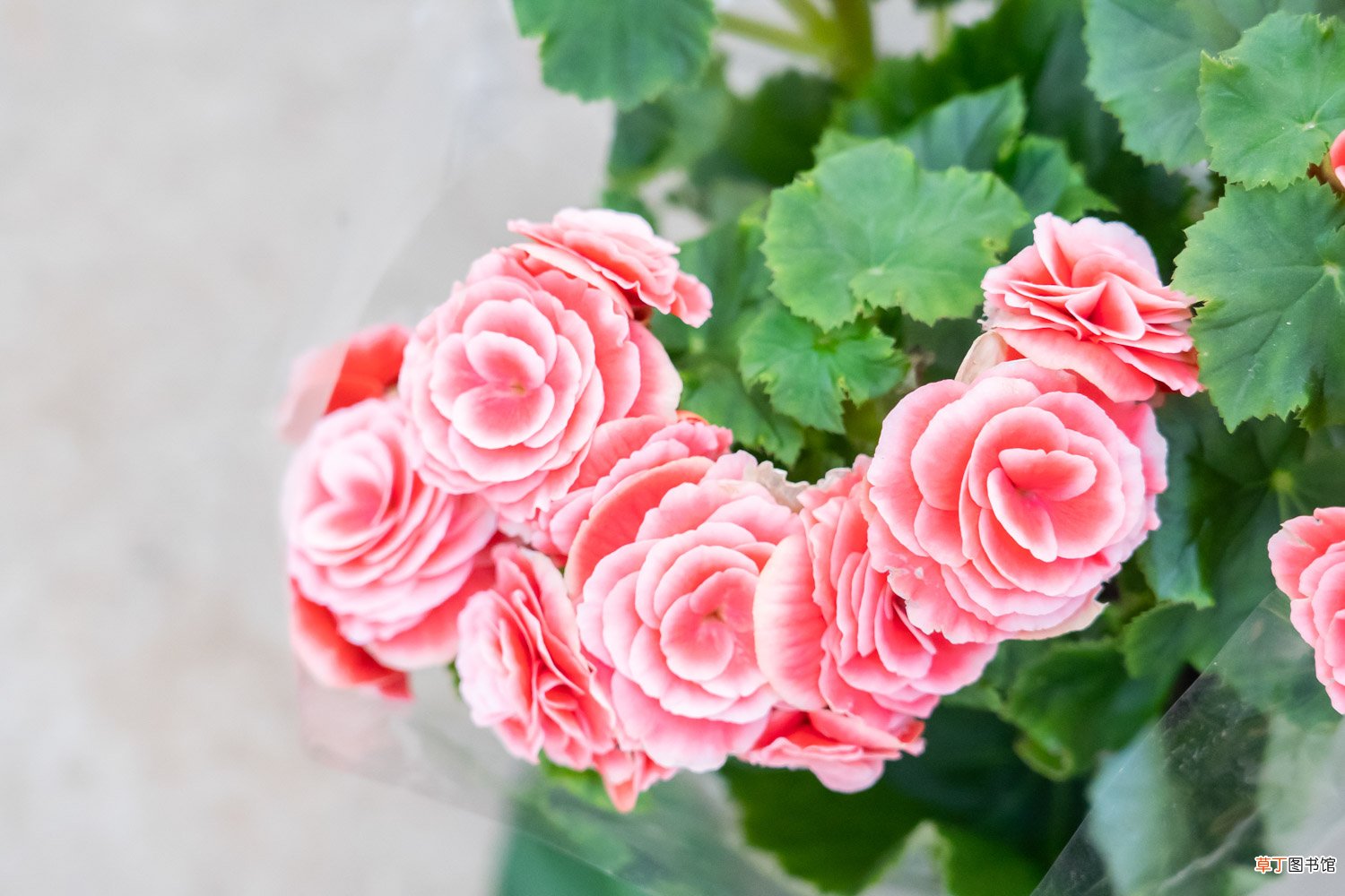 丽格海棠怎样施肥