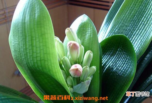 君子兰叶子发黄是什么原因 君子兰叶子烂了怎么办