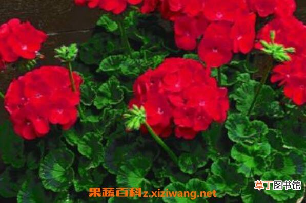 天竺葵的功效与作用 天竺葵能美容吗