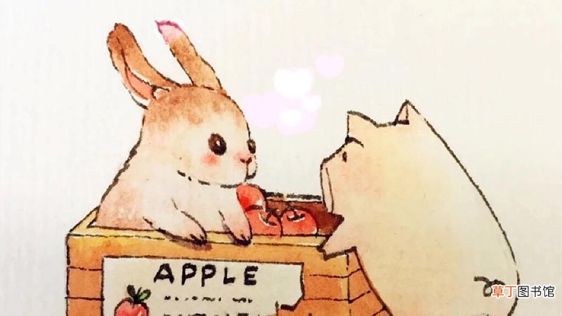 属猪和属兔合不合