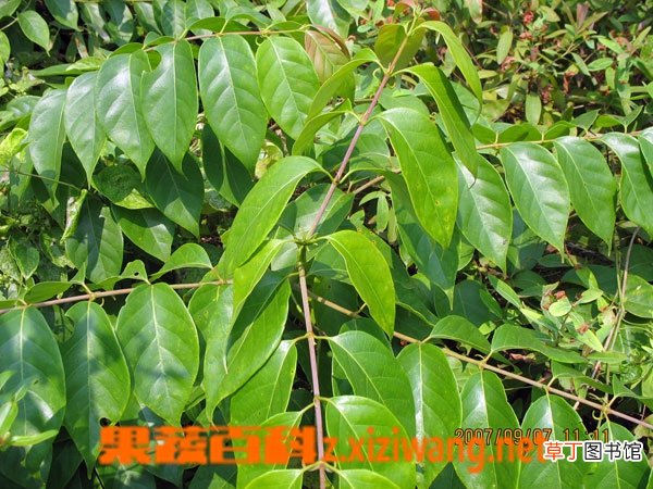 钩藤的功效与药用作用