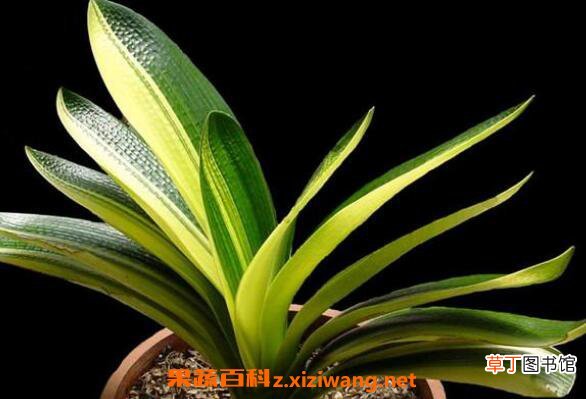 君子兰如何养殖 君子兰的养殖方法