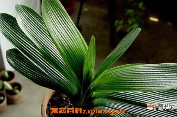 君子兰烂根怎么办 君子兰烂根如何解决